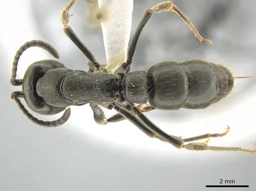 Pachycondyla impressa - CASENT0636810