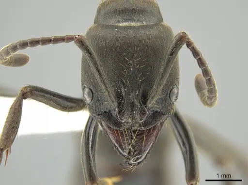 Pachycondyla impressa - CASENT0636810