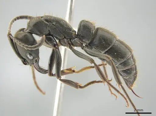 Pachycondyla impressa - CASENT0636810