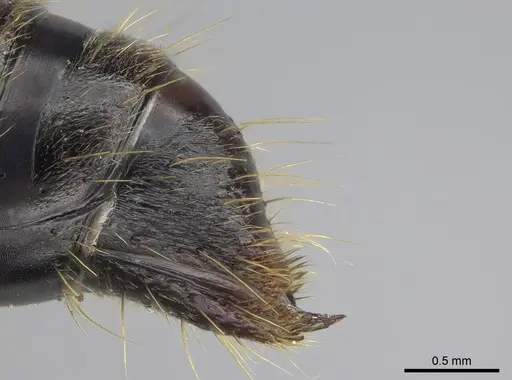 Pachycondyla impressa - CASENT0872958