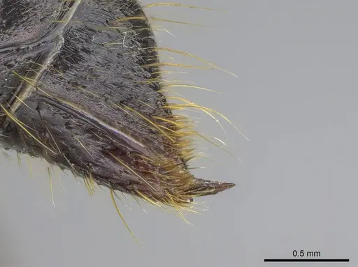 Pachycondyla impressa - CASENT0872958