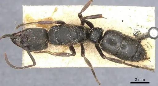 Pachycondyla impressa - CASENT0903887