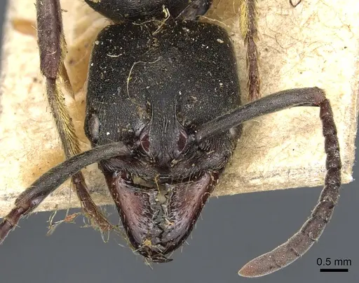 Pachycondyla impressa - CASENT0903887