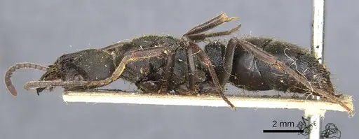 Pachycondyla impressa - CASENT0903887