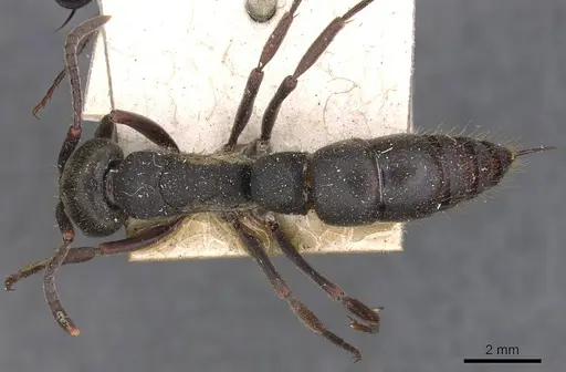 Pachycondyla impressa - CASENT0907249