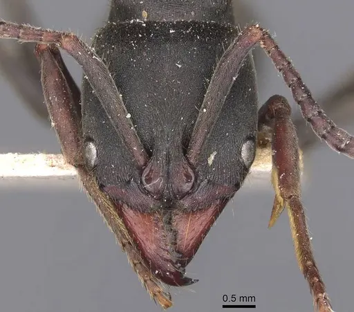 Pachycondyla impressa - CASENT0907249