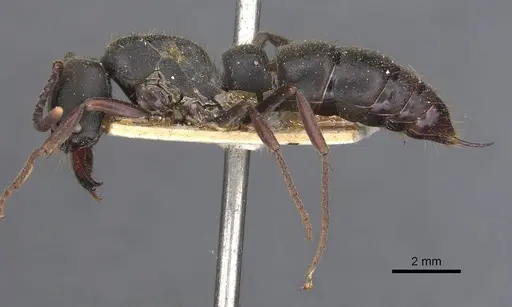 Pachycondyla impressa - CASENT0907249