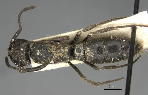 Pachycondyla impressa - CASENT0922392