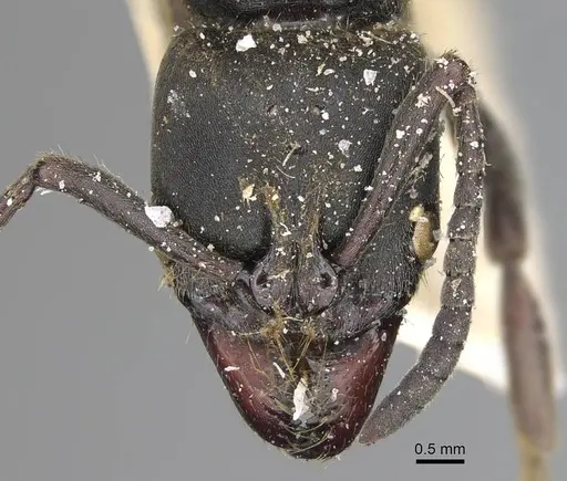 Pachycondyla impressa - CASENT0922392