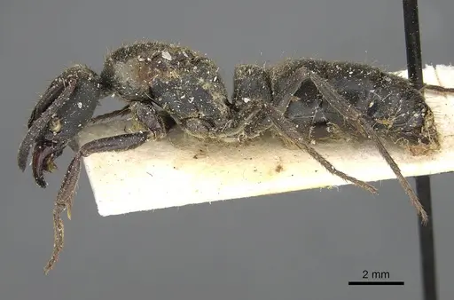 Pachycondyla impressa - CASENT0922392