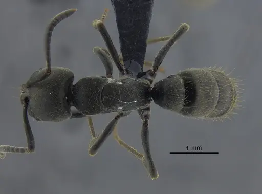 Pachycondyla impressa - CBUMAGENT41729