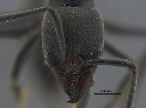 Pachycondyla impressa - CBUMAGENT41729