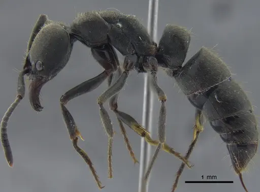 Pachycondyla impressa - CBUMAGENT41729