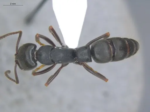 Pachycondyla impressa - ECOFOG-IT14-0286-08