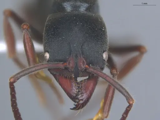 Pachycondyla impressa - ECOFOG-IT14-0286-08