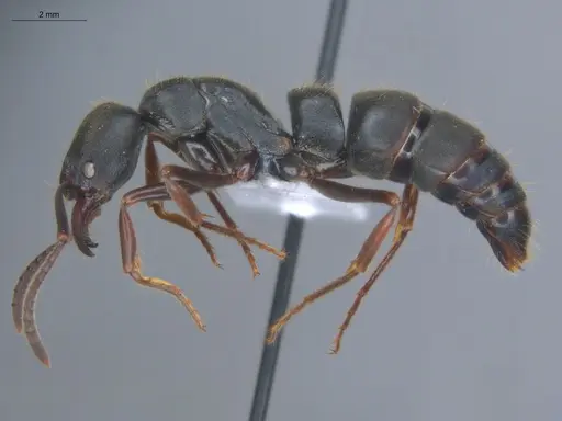 Pachycondyla impressa - ECOFOG-IT14-0286-08