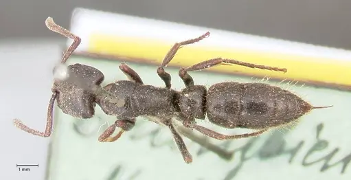 Pachycondyla impressa - FOCOL0951