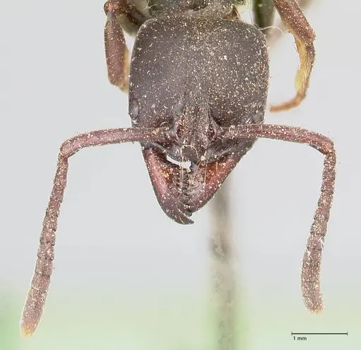 Pachycondyla impressa - FOCOL0951