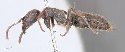 Pachycondyla impressa - FOCOL0951