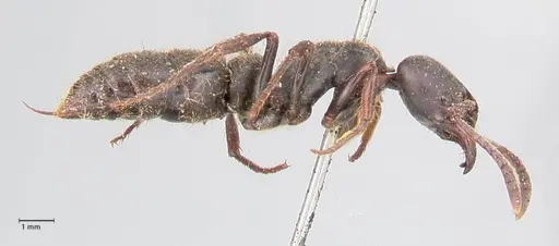 Pachycondyla impressa - FOCOL0951