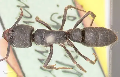 Pachycondyla impressa - FOCOL0952