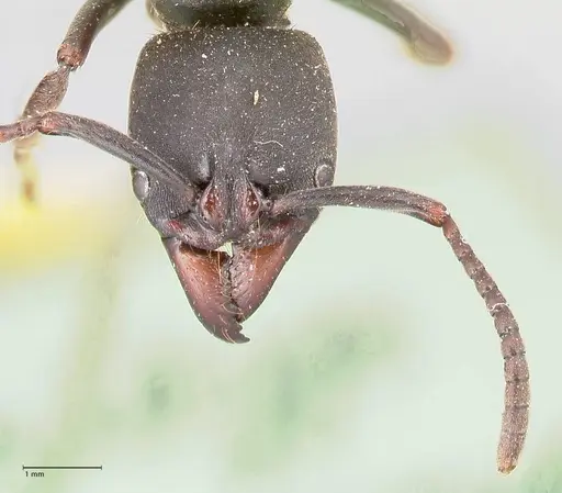 Pachycondyla impressa - FOCOL0952