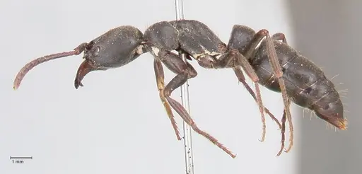 Pachycondyla impressa - FOCOL0952