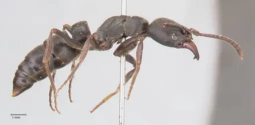 Pachycondyla impressa - FOCOL0952