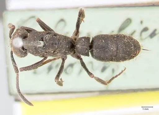 Pachycondyla impressa - FOCOL0953