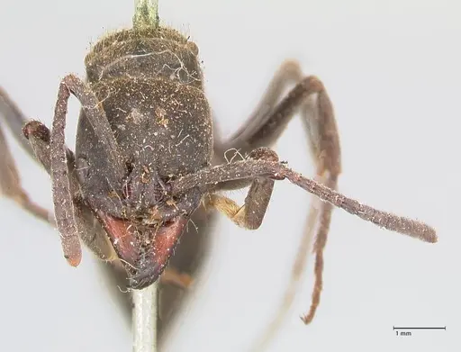 Pachycondyla impressa - FOCOL0953