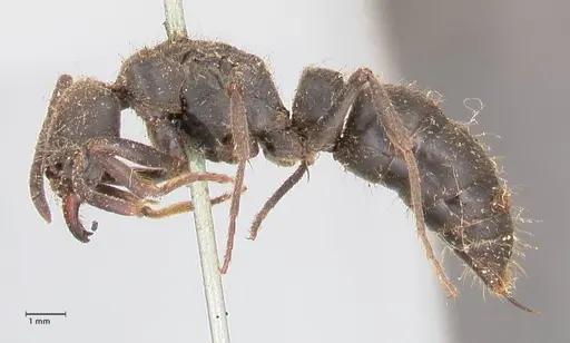 Pachycondyla impressa - FOCOL0953