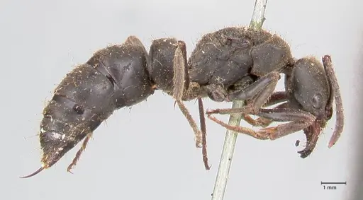 Pachycondyla impressa - FOCOL0953