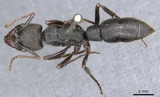 Pachycondyla inca specimen