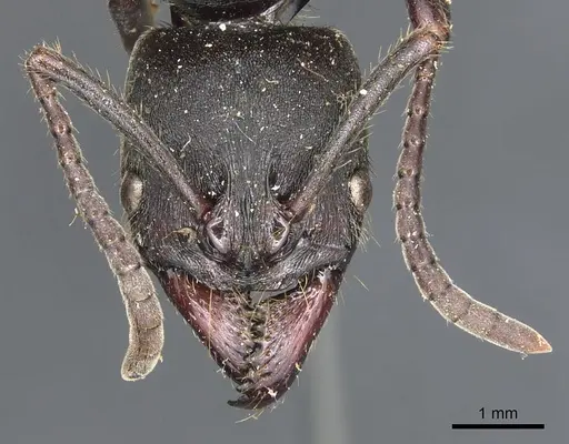 Pachycondyla inca specimen