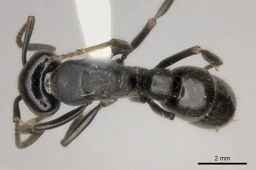 Pachycondyla lattkei specimen