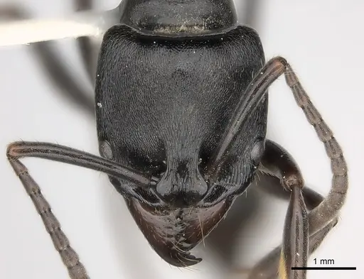 Pachycondyla lattkei specimen