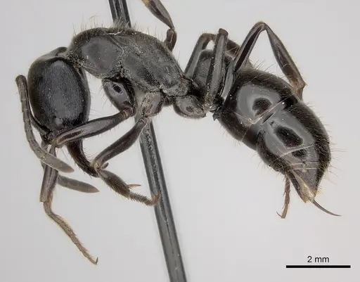 Pachycondyla lattkei specimen