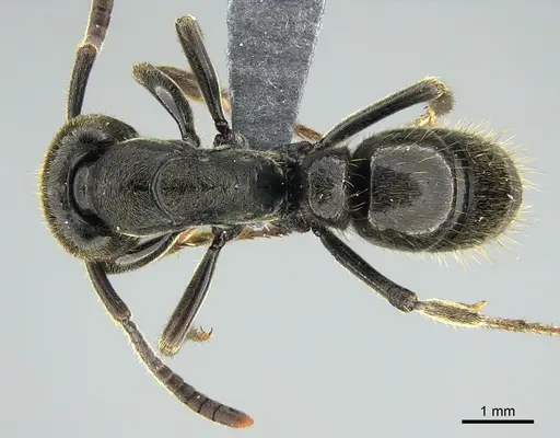 Pachycondyla lenis specimen