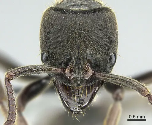 Pachycondyla lenis specimen
