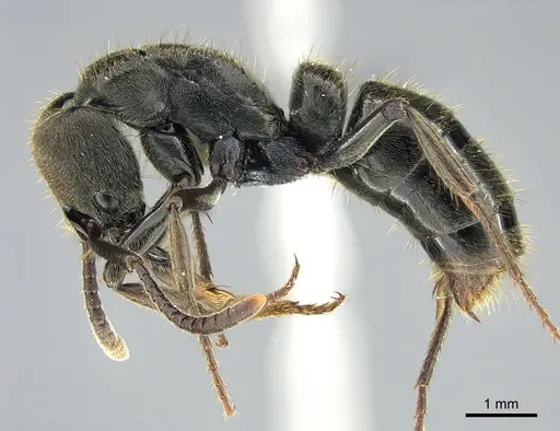 Pachycondyla lenis specimen