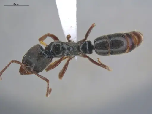 Pachycondyla lenkoi specimen