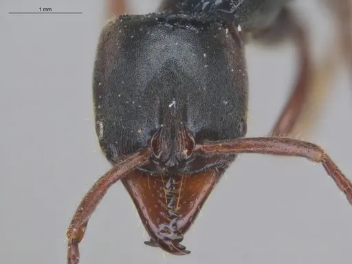 Pachycondyla lenkoi specimen