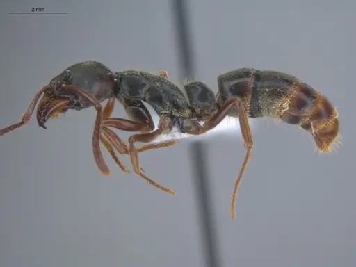 Pachycondyla lenkoi specimen