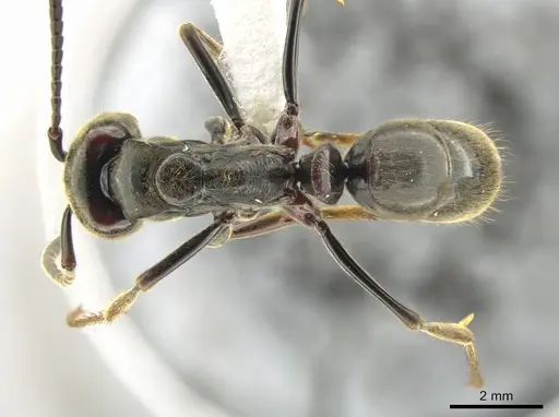 Pachycondyla procidua specimen