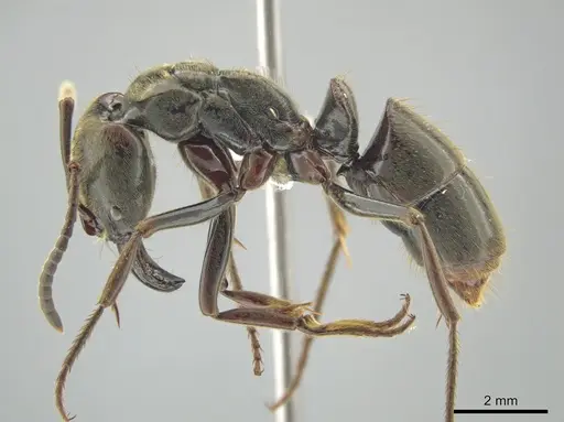 Pachycondyla procidua specimen