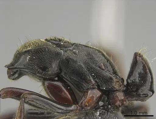 Pachycondyla procidua - CASENT0830573