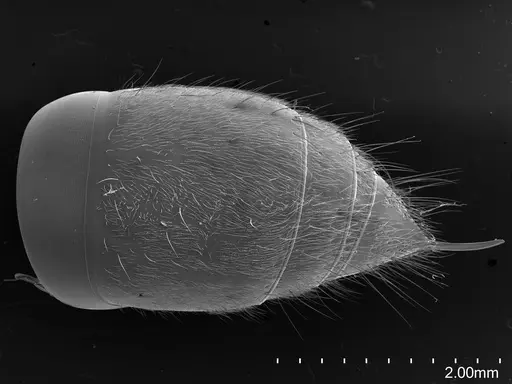 Pachycondyla procidua - CASENT0830573