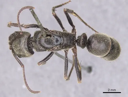 Pachycondyla procidua - CASENT0915460