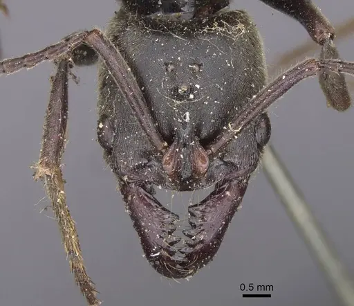 Pachycondyla procidua - CASENT0915460