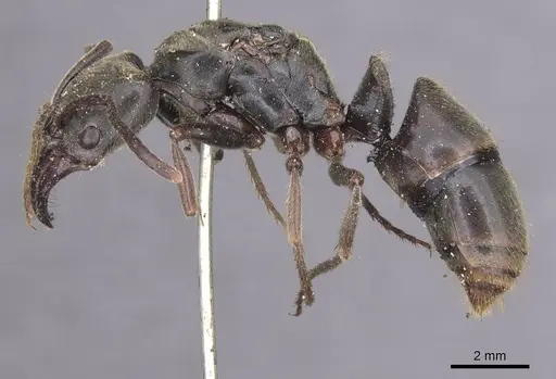 Pachycondyla procidua - CASENT0915460